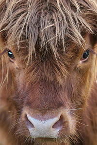 close-up photo of brown cattle thumbnail