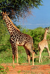 two giraffes near tree thumbnail