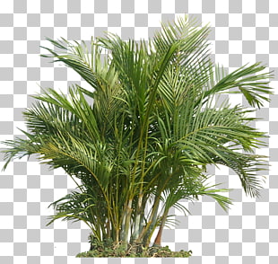 Houseplant Indoor air quality Gardening Health, Palm Plant The Areca Palm, green plant PNG clipart
