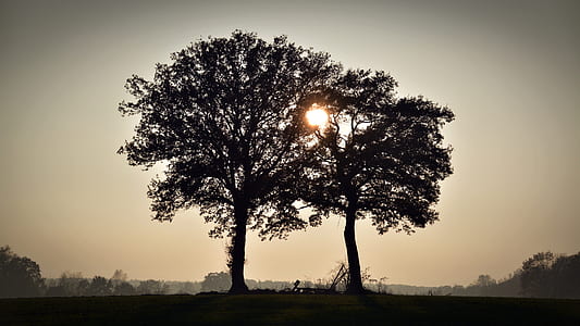 photography of silhouette two trees during daytime thumbnail