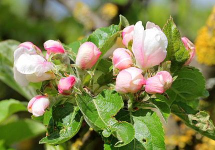 Apple Tree Blossom, Apple Tree thumbnail