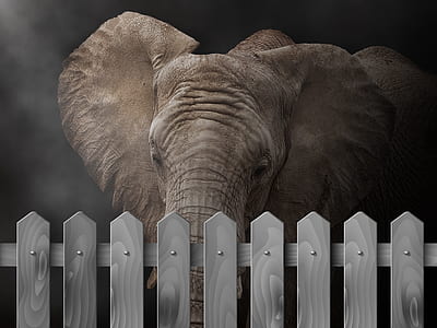 brown elephant beside fence thumbnail