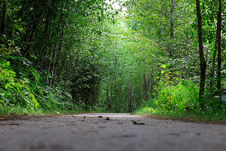 road surrounded by trees thumbnail
