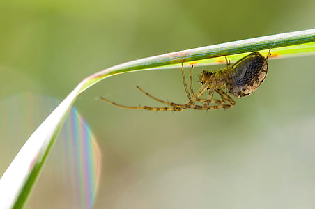 brown and black spider thumbnail