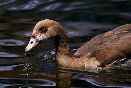 water, animal, lake, blur thumbnail