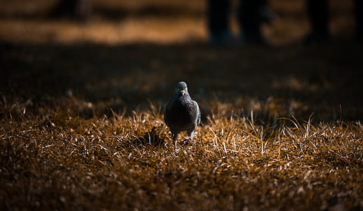 gray pigeon walking on brown grass ground thumbnail