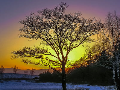 photo of trees during golden hour thumbnail
