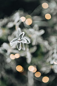 Frozen leaves & twigs thumbnail