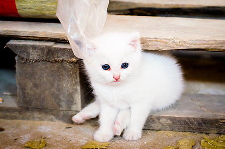 white kitten sitting near brown wood plank thumbnail