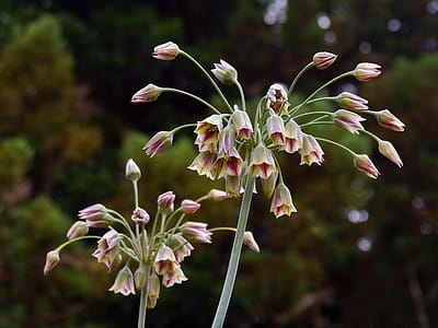 Allium flower spheres about to bloom. thumbnail