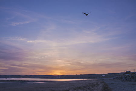 black bird flying on mid air during orange sunset thumbnail