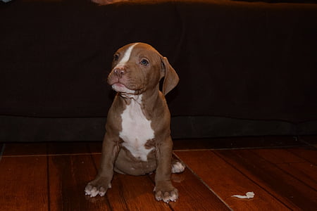 short-coated tan and white puppy sitting on brown pallet surface thumbnail