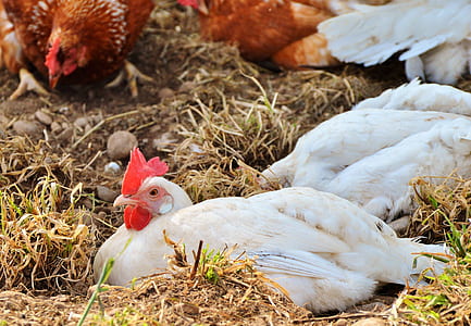 white rooster on focus photo thumbnail