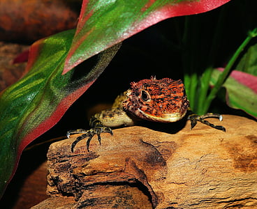 red and brown lizard thumbnail