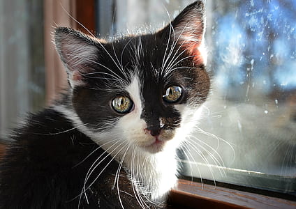 black and white cat near window thumbnail