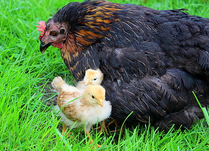 black hen with chicks on grass thumbnail