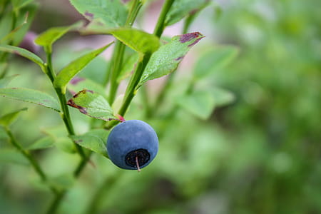 Single blueberry thumbnail