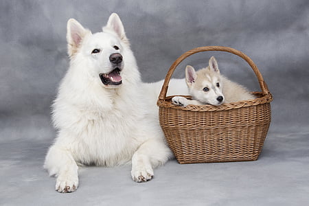 white Siberian husky with puppy on basket thumbnail