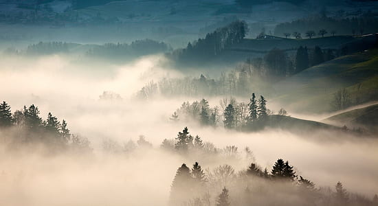 forest covered in fog thumbnail