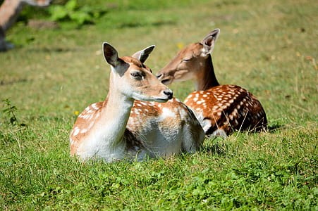 two brown duos lying on the ground thumbnail