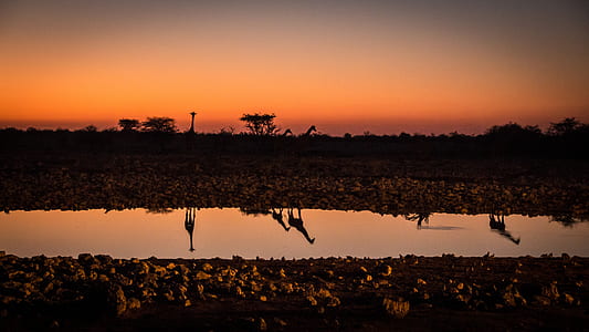 silhouette of giraffe thumbnail