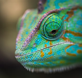 selective focus photography of chameleon thumbnail