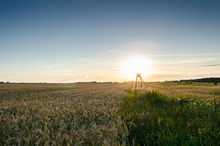 green grass under blue sky at golden hour thumbnail