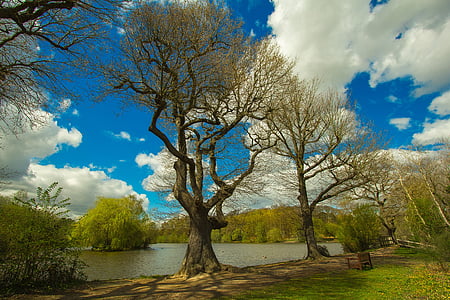 brown trees near lake at daytime thumbnail