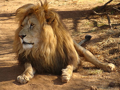 Brown Lion thumbnail