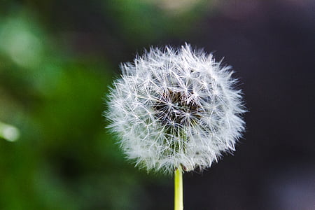 white dandelion flower thumbnail