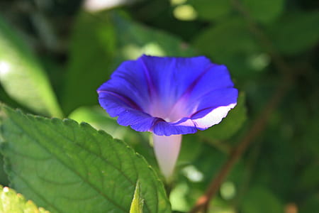 close-up photo of Ipomea heavenly blue flower thumbnail