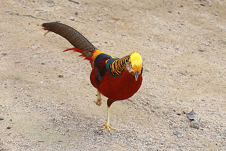 golden pheasant thumbnail