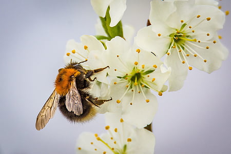 black bee perched on white petaled flower thumbnail