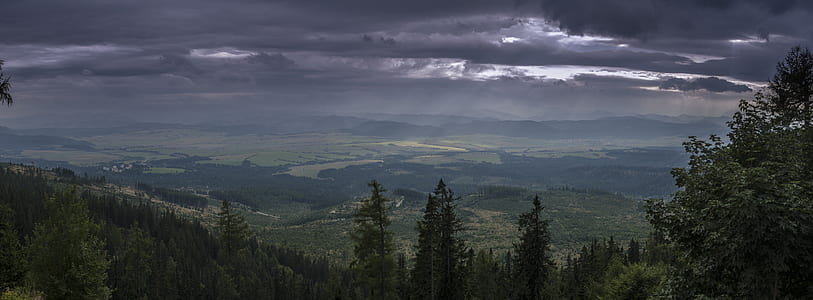landscape of trees thumbnail