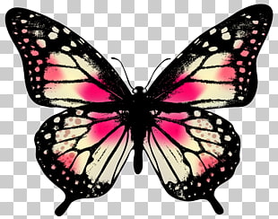 Butterfly Pink , Large Pink Butterfly , pink and black butterfly illustration PNG clipart