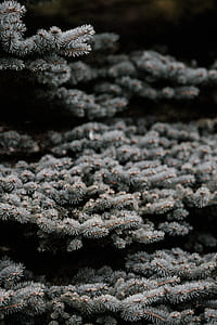 green pine plant taken at daytime thumbnail