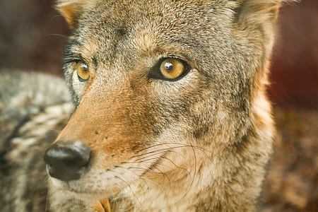closeup of photo of wild dog thumbnail
