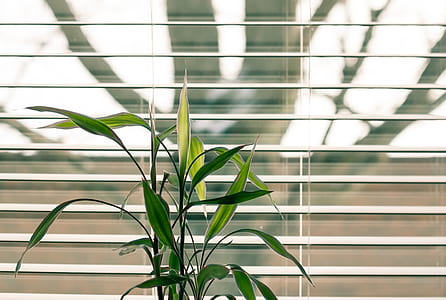 blind, leaf, foliage, plant thumbnail