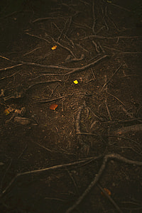 brown soil with roots photography thumbnail