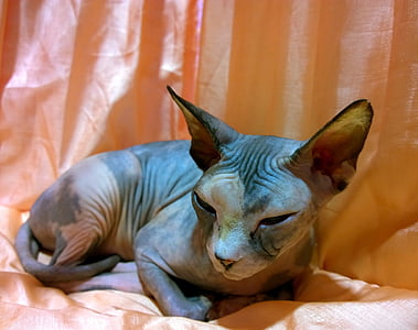 Sphinx lying on brown textile thumbnail