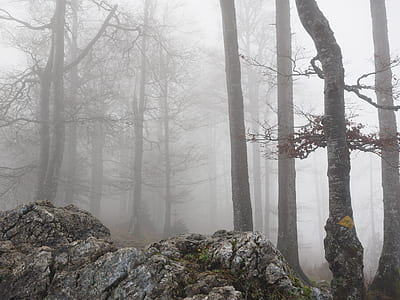 bare trees and rocks surrounded with fog thumbnail