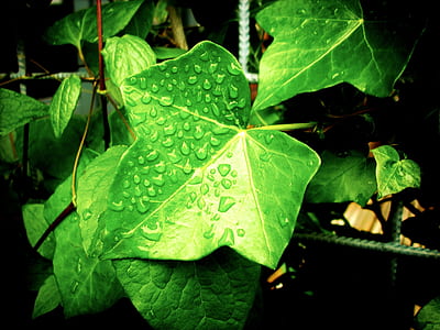 green leaf plant thumbnail