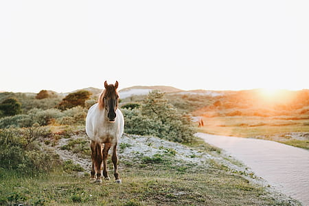 brown and white horse near body of water thumbnail