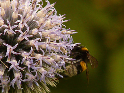 Off Thistle, Carduus Acanthoides thumbnail