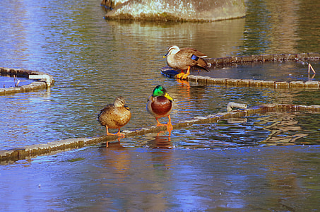 Duck, Pond thumbnail