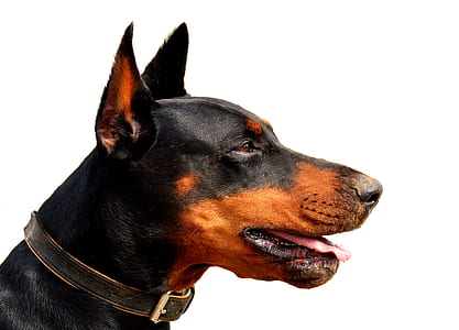 Adult brown and black dobermann thumbnail