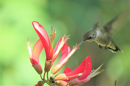 hummingbird pollinating on red honeysuckle flower thumbnail