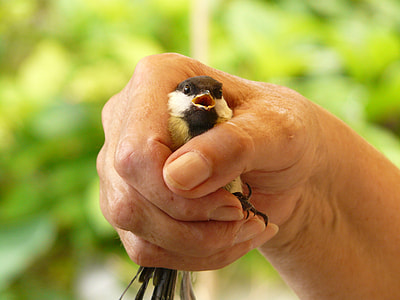 black and white tit bird held by person thumbnail