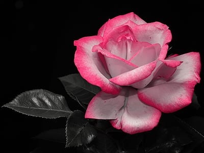 closeup photo of pink and white petaled flower thumbnail