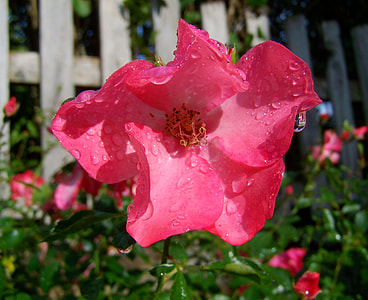 macro shot photo of red flower with water droplets during daytime thumbnail